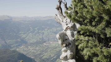 1 September 2023. Monte bullaccia. Witch carved on a tree video