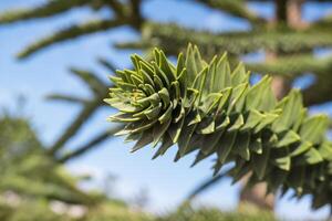 Close-up of a thorny green branch of Araucaria araucana, monkey puzzle tree, monkey tail tree or Chilean pine in Krasnodar landscape city park or Galitsky park. photo