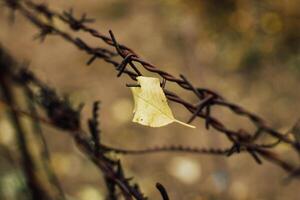 Barbed rusty wire on a metal fencecloseup, blurry background photo