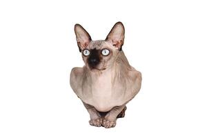 Sphynx cat isolated. Canadian sphinx with blue eyes sits on a white background. photo