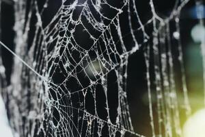 cobweb in the morning. close-up on a dark background. white cobweb photo