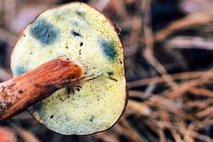 The underside of the mushroom cap Imleria badia of the Polish mushroom turns blue when pressed. photo
