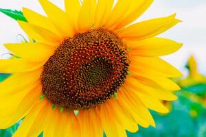 sunflowers in a field in cloudy weather. Close-up photo