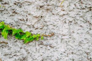 Ivy on the stone wall. background and space for text photo