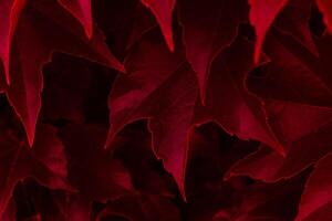 red ivy leaves close up. texture and background for designers. photo
