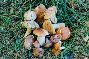 Wild mushrooms collected in the meadow photo