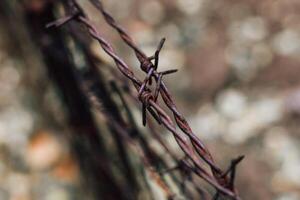 Barbed rusty wire on a metal fencecloseup, blurry background photo