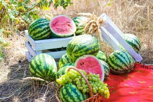 autumn still life. watermelons with fruit picnic in nature. Watermelon photo zone with drawers