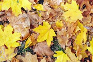 alfombra de vistoso otoño hojas de canadiense arce foto