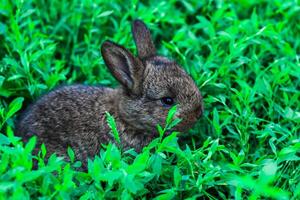 two little fluffy bunny in the green grass. Young rabbits in a meadow photo