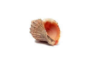 empty sea shell, isolated on white background, Marine shell closeup, brown clam shell photo