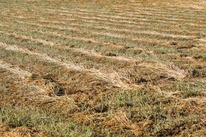 mowed wheat. rows of wheat on a field in rows photo