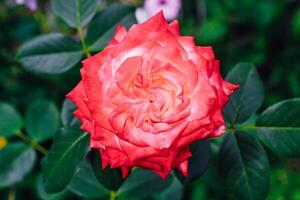 two-tone white rose with red in the garden on a green background. view from above photo