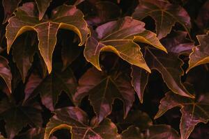 red ivy leaves close up. texture and background for designers photo
