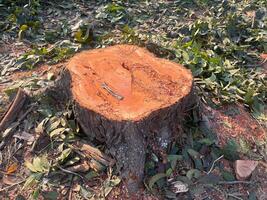 stump, A large tree stump sits in a field of green grass. The stump is surrounded by leaves and branches, and it is a part of a larger tree that has been cut down photo
