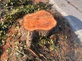 stump, A large tree stump sits in a field of green grass. The stump is surrounded by leaves and branches, and it is a part of a larger tree that has been cut down photo