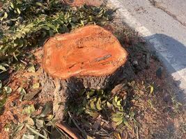 stump, A large tree stump sits in a field of green grass. The stump is surrounded by leaves and branches, and it is a part of a larger tree that has been cut down photo