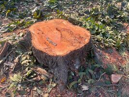 stump, A large tree stump sits in a field of green grass. The stump is surrounded by leaves and branches, and it is a part of a larger tree that has been cut down photo