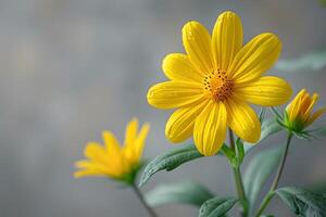 Bright Yellow Daisy Flower in Bloom with Dew Drops - Nature, Spring, Floral Photography for Posters and Cards photo