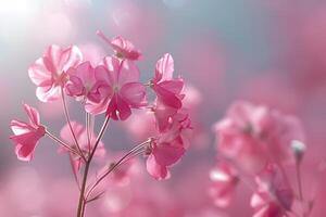 Delicate Pink Flowers in Bloom Captured in Soft Light - Perfect for Spring and Floral-Themed Design photo