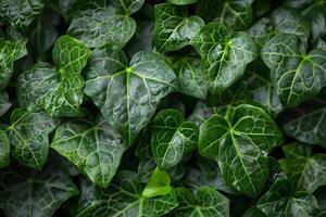 Vibrant Green Ivy Leaves Glimmering with Natural Light - Nature Concept for Posters, Backgrounds, and Designs photo