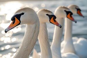 Elegant Swans in a Row on Sparkling Water - Nature Photography for Posters and Artwork photo