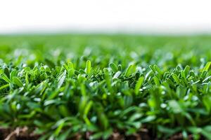 Fresh Green Grass Field Under Sunlight - Nature Background for Eco-Friendly Concepts and Natural Designs photo