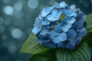 Beautiful Blue Hydrangea Blooms Against Soft Bokeh Background - Nature, Floral, Photography, Home Decor, Art Print photo