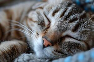 Sleeping Tabby Cat Close-Up - Cozy and Restful Domestic Pet Photography for Home Decor or Pet Care photo