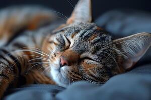 Sleeping Tabby Cat in Cozy Bed Peaceful and Relaxing Scene for Home Decor, Posters, and Prints photo