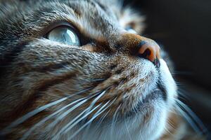 Close-up Portrait of a Cat with Striking Blue Eyes and Detailed Whiskers - Perfect for Pet-Themed Designs and Social Media photo