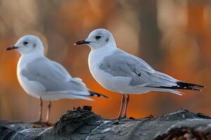Two Seagulls Perched on Log in Autumn Forest - Wildlife Photography for Prints and Posters photo
