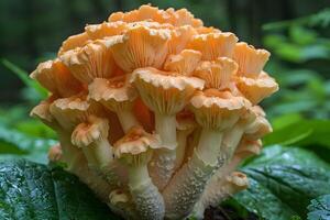 Close-up of Exotic Mushroom Cluster on Lush Green Leaf in a Forest for Nature and Botanical Design photo