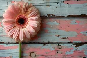 Pastel Pink Gerbera Daisy on Distressed Wooden Background Perfect for Vintage Design, Floral Prints, and Nature Posters photo