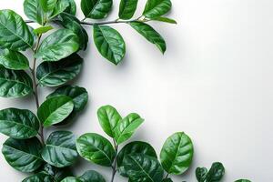 Elegant Fiddle Leaf Fig Plant on Minimalist White Background for Botanical Design Prints photo