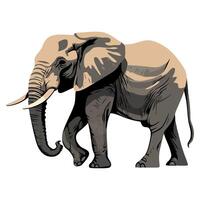An elephant is standing on a white background vector