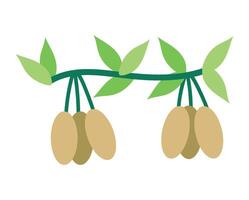 A branch with three nuts on it vector