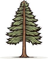 A simple, hand-drawn illustration of a tall evergreen tree vector
