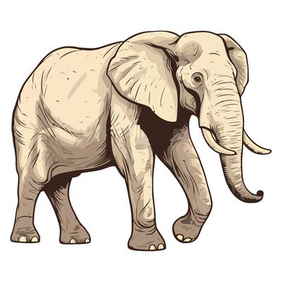 An elephant is standing in front of a white background