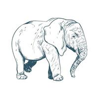 An elephant is standing in a drawing vector