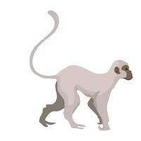 A white monkey with long tail walking on a white background vector