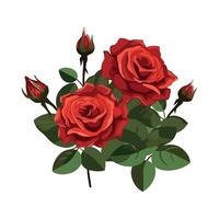 Red roses on white background vector