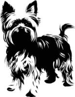 Black and white silhouette of a yorkshire terrier standing with its head turned vector