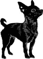 A striking black silhouette of a chihuahua standing tall and looking up vector