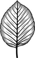 Simple, elegant black and white illustration of a single leaf, perfect for design projects, branding, and more vector