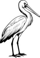A detailed black and white line drawing of a graceful heron standing on one leg vector