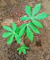 cassava trees in the garden that have only been planted for 2 months photo