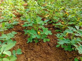 photo of a peanut plantation that has just flowered