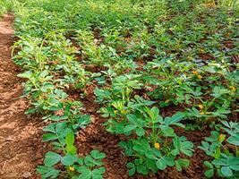photo of a peanut plantation that has just flowered