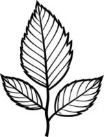 Simple line drawing of three leaves on a stem vector